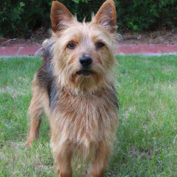 Australian Terrier